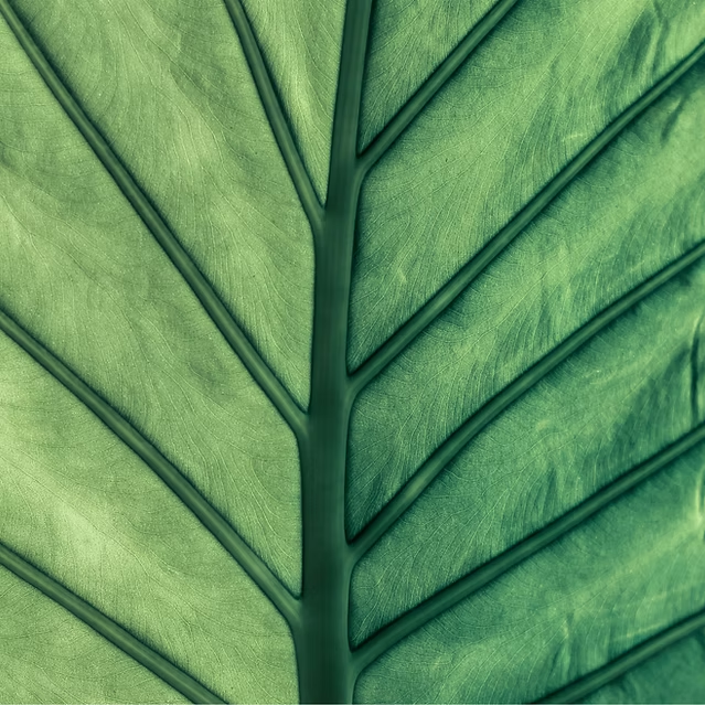 Green leaf texture
